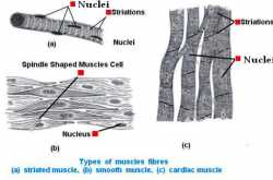 Animal Tissues-Muscle Tissue | Physics Words