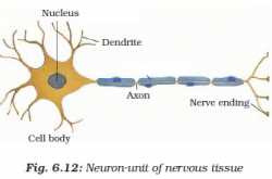 Animal Tissues-Nervous Tissue | Physics Words
