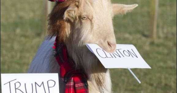 BAKRA Voters Of Hindustan