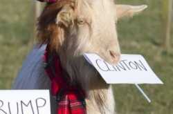 BAKRA Voters of hindustan