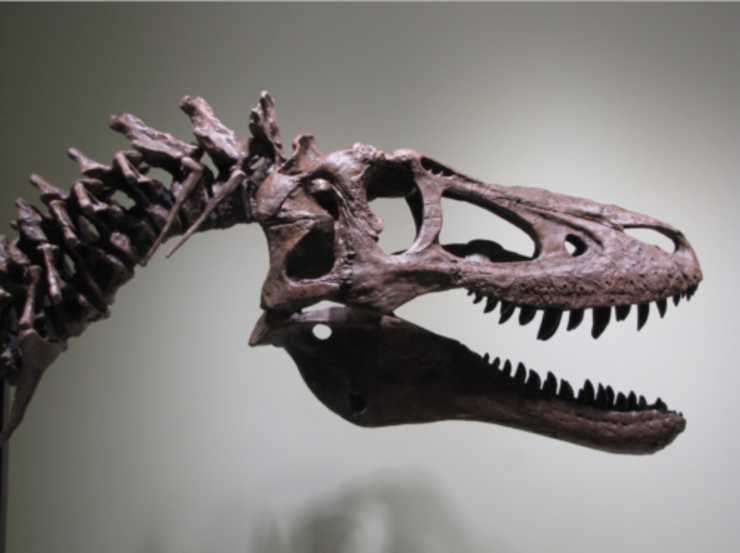 Baby T-Rex Fossil Listed For Sale On EBay For $3 Million - LET ME SHOUT
