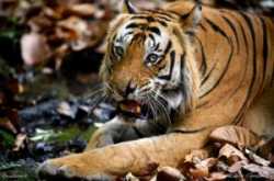 Bandhavgarh Season Round Up - Tigerwalah