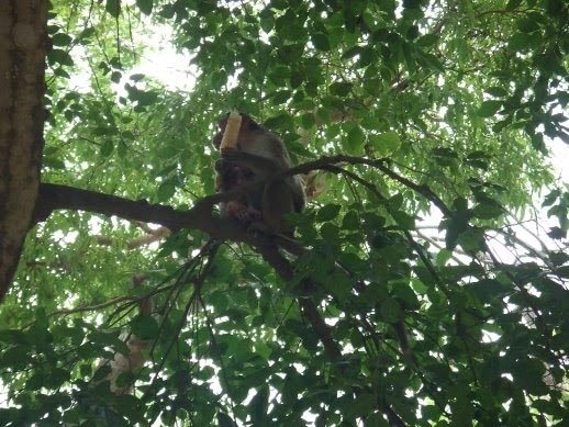 Bannerghatta National Park - Part 3