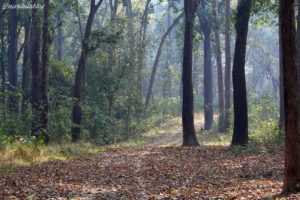 Barahi Jungle Lodge- An Excellent Getaway To Chitwan National Park – Travel Tales From India And Abroad