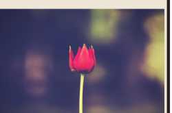 Book Review: 26 Days 26 Ways for a Happier You 