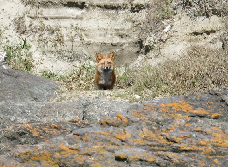 Close Encounter With A Red Fox
