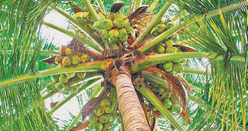 Coconut Safety Engineer: Knock Out The Coconuts