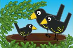 Crow gets a coconut treat