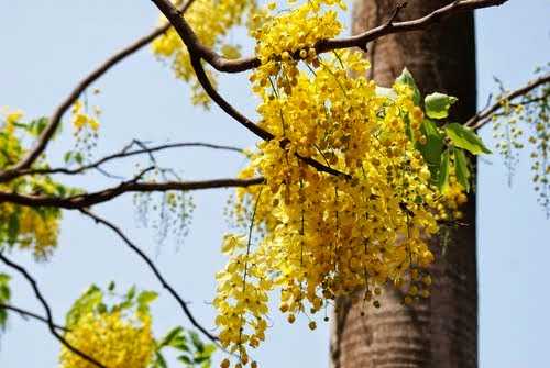 Dazzle - Indian Contemporary Neckpiece