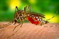 Dengue Fever - Protection and Cure 