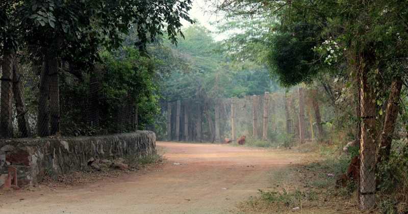 Did You Know There Is A Wildlife Sanctuary In Delhi?!
