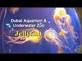 Dubai Aquarium & Underwater Zoo - Jelly Fish