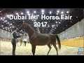 Dubai International Horse Fair 2017