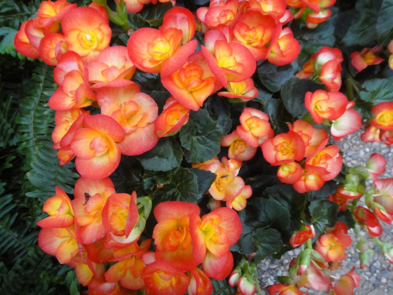 Earth Laughs In Flowers..