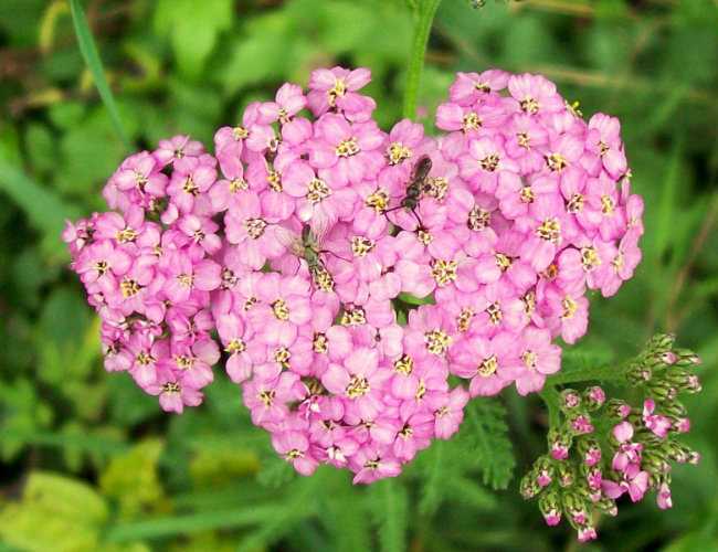 Effective Home And Herbal Remedies For The Treatment Of Plague..