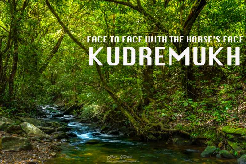 Face To Face With The Horse