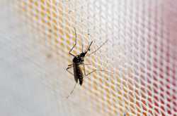 Fact- Why The Zika Virus Is Causing Alarm