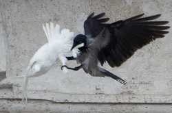 Fight ! Your community is in danger !