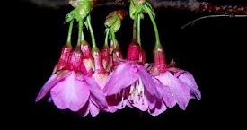 First Cherry Blossom