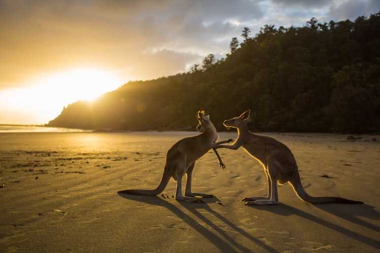 Five Things You Didn’t Know About A Trip To Australia