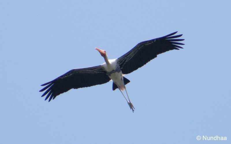 Flight Of The Painted Stork