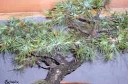 Flower Exhibition - II