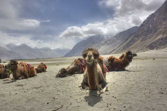 Foreign Tourists Can Now Explore The Enchanting Nubra Valley