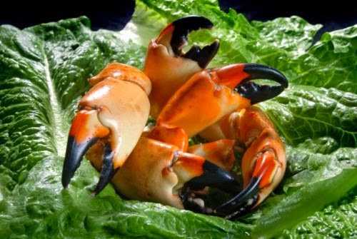 Fresh And Yummy Florida Stone Crab Claws