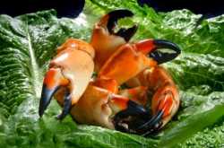 Fresh and Yummy Florida Stone Crab Claws