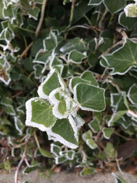 Frosty End Of A Leap Year 