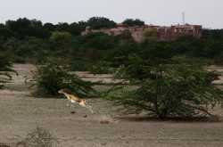 Gajner wildlife sanctuary - a desert experiment