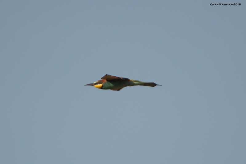 Galibore--A Hidden Treasure.