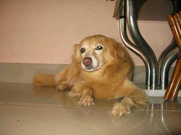 Godyears - Dog Years 