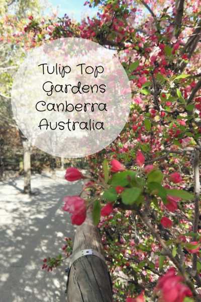 Gorgeous Cherry Blossoms At Tulip Top Gardens