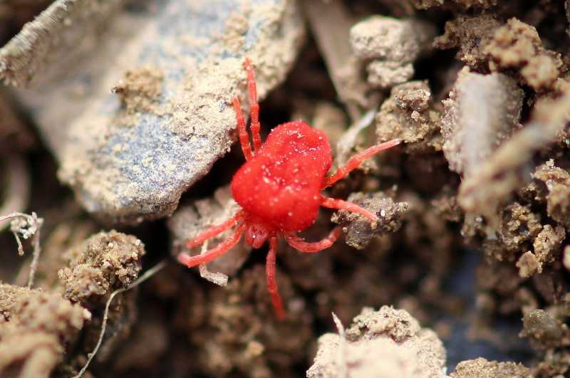 HAVE YOU SEEN THE RED VELVET MITES? - Being Rubitah