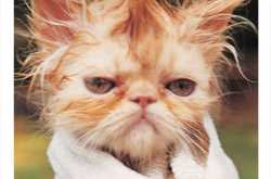 Happy and insane families are likely to be alike 