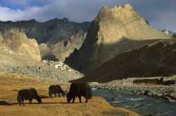 Have a great trekking tour to Ladakh - Treklocations