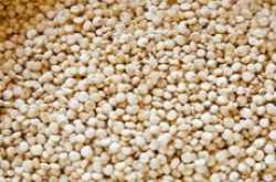 Health benefits of Quinoa grains