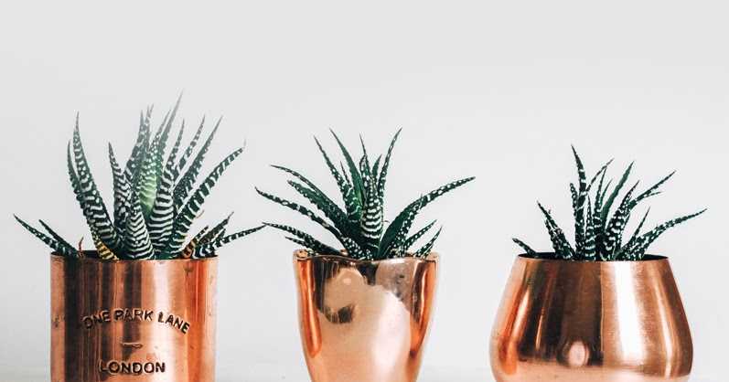 Home Decor :: How To Have Happy Houseplants