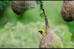Home sweet home - baya weaver in its habitat