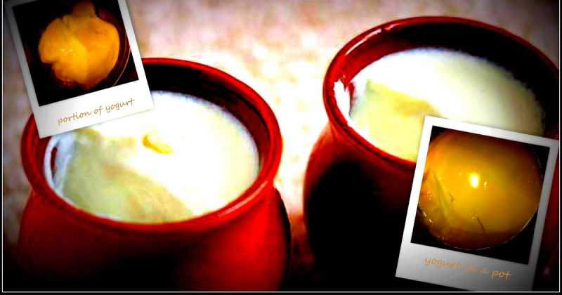 Homemade Delicious Yogurt