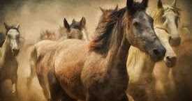 Horses