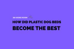 How Did Plastic Dog Beds Become the Best? Find Out
