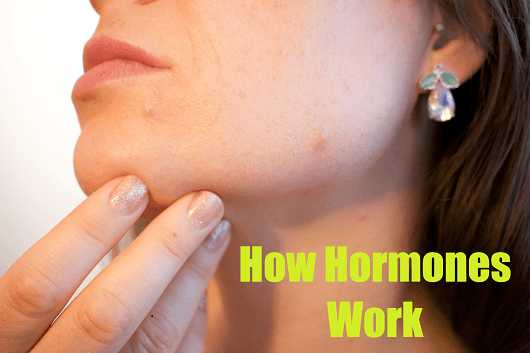 How Hormones Work ? Their Mechanism And Inhibition