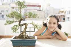 How To Do Bonsai - 4 Keys For The Beginner To Know - Blue Orchid Blog