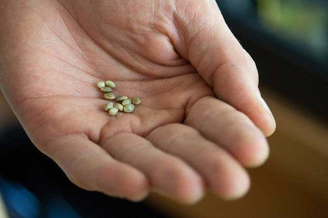 How To Get Marijuana Seeds In Canada? Top Seeds Brands