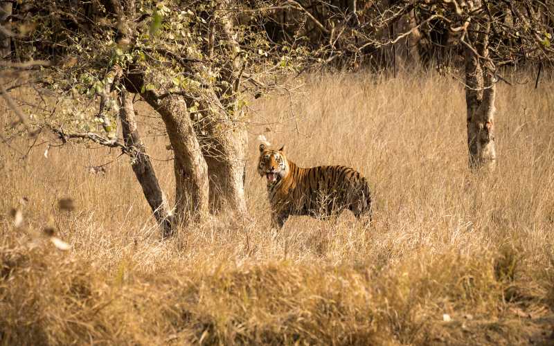 How About A Tiger Hunting Trip To Bandhavgarh? - Trekpedition