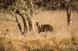How about a tiger hunting trip to Bandhavgarh? - Trekpedition