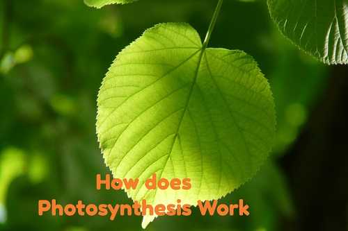 How Does Photosynthesis Work | Step By Step Process