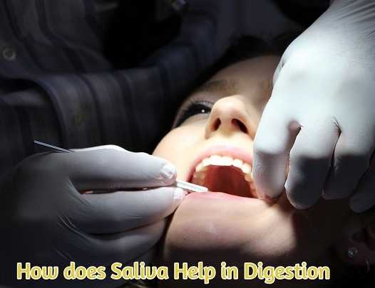 How Does Saliva Help In Digestion | 5 Important Roles